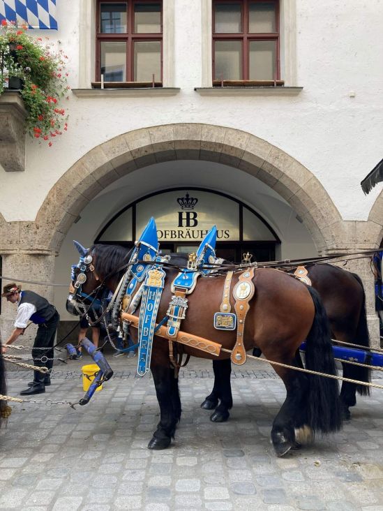 Pferde der Hofbräubrauerei vor dem Hofbräuhaus in München