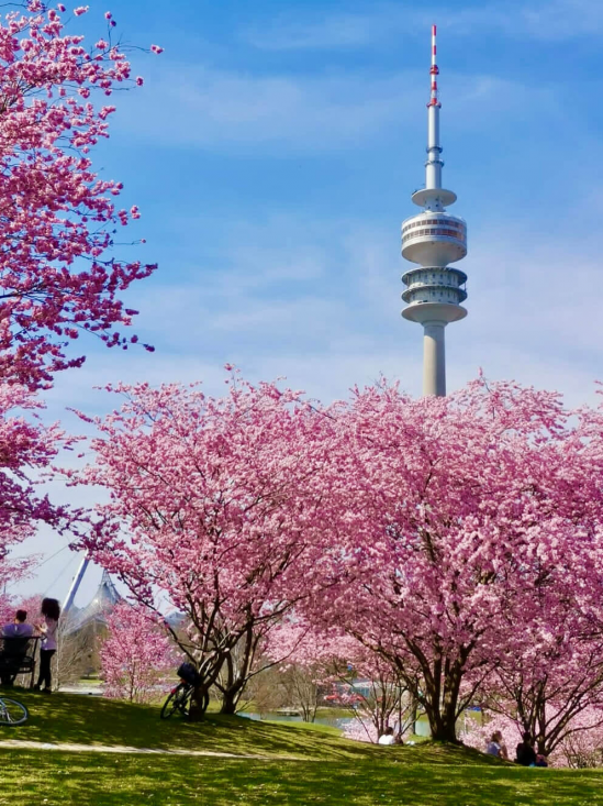 Kirschblüten vor dem Olympiaturm im Olympiapark München