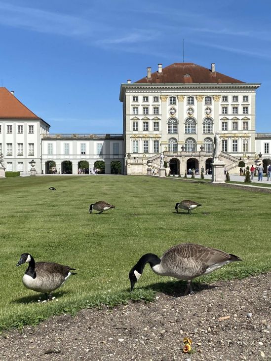 Happy Geese in Front of Nymphenburg Palace